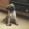 Pugmummy