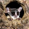 Bushbaby57