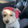 Bisou