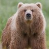 Big Bear