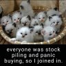 DianeCatCrazy