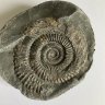 Ammonite