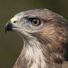 OldBuzzard