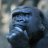 silverback
