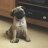 Pugmummy