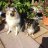 sheltie Lady
