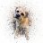 Montyfluffydog