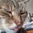 Catcat