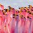 Dawn Flamingo