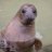 Seal lady