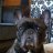 Frenchie mum