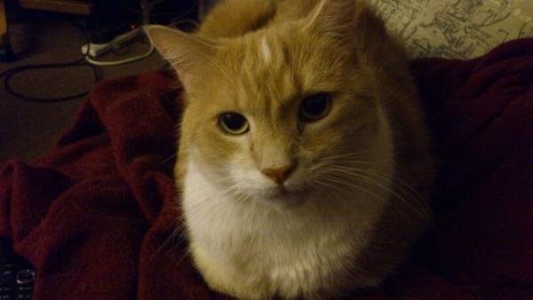 biggles